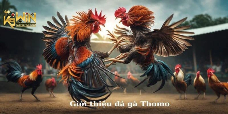 Đá gà Thomo