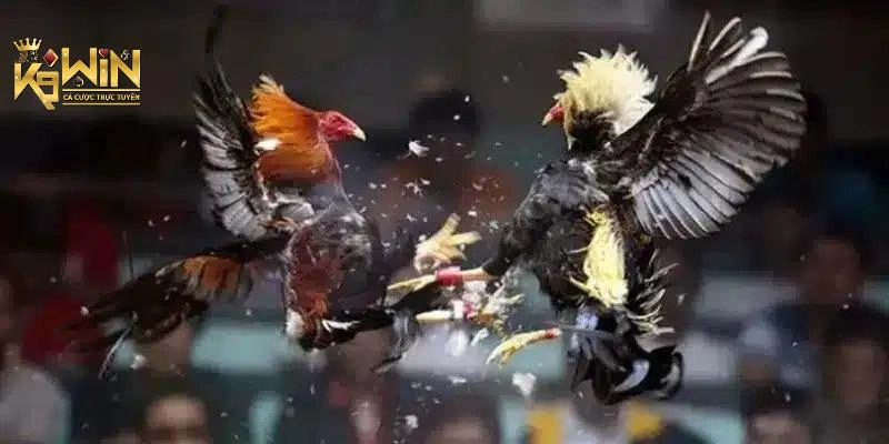 Luật gà chọi Thomo