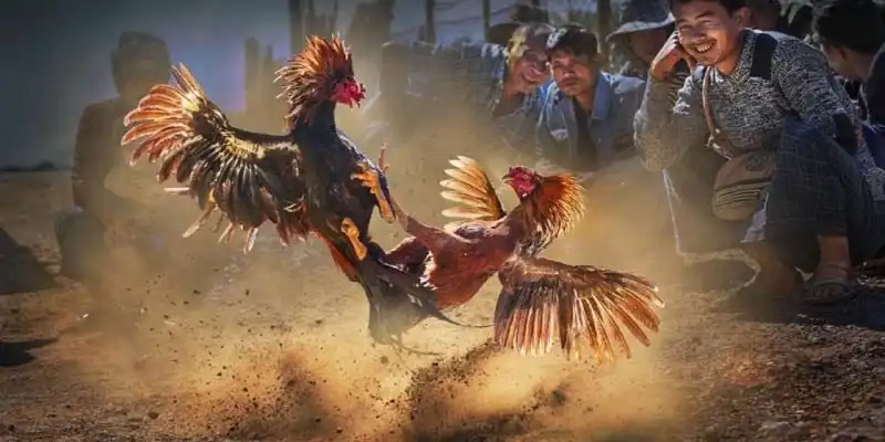 3 bí kíp của cao thủ hàng đầu khi cá cược