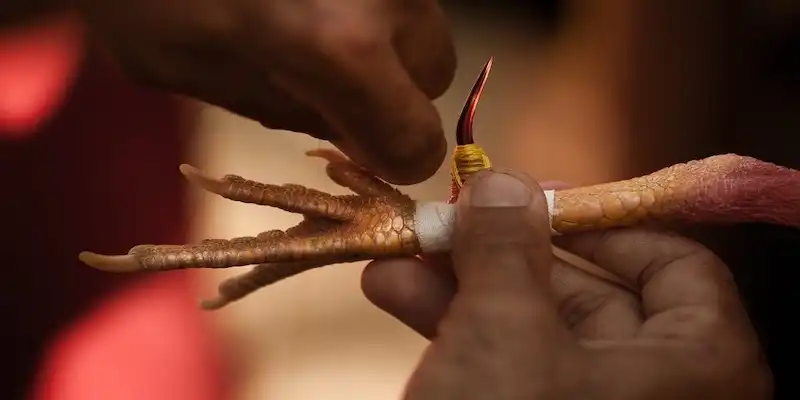 Từng bước tham gia cá cược đá gà tại K9win